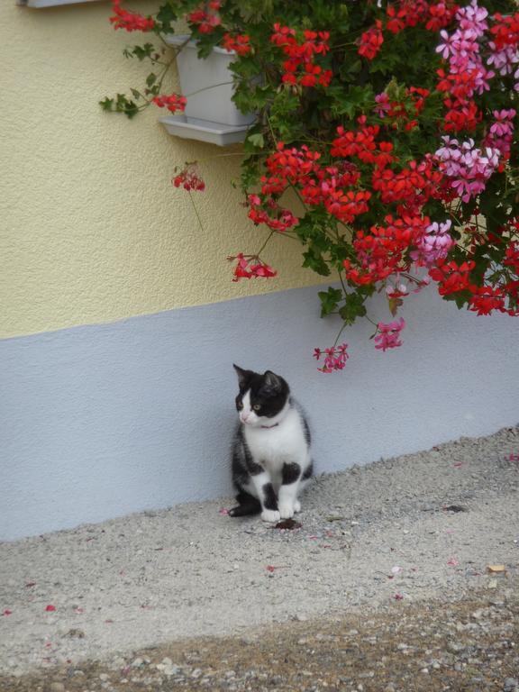 Gastehaus Zum Tulpenbaum Bed and Breakfast Turbenthal Εξωτερικό φωτογραφία